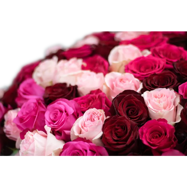 kytice ekvádorských růží 80 cm